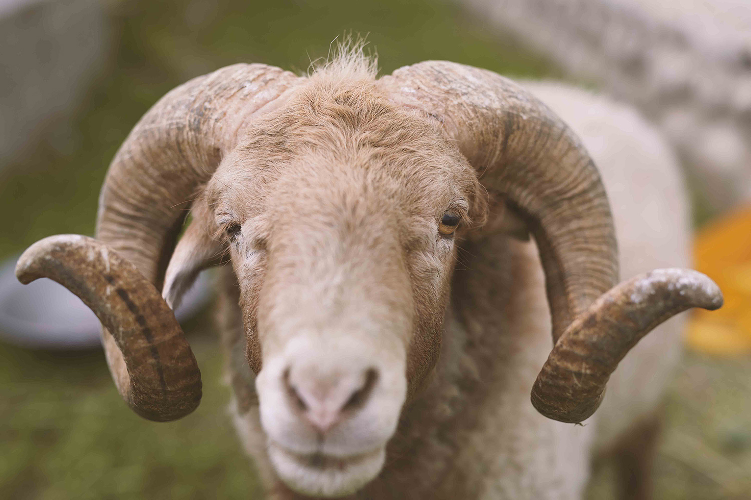 Goat Goat