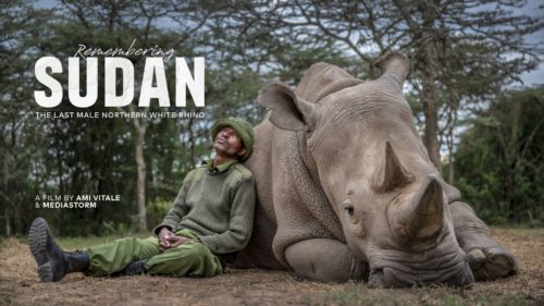 Remembering Sudan & Hope for the White Rhino