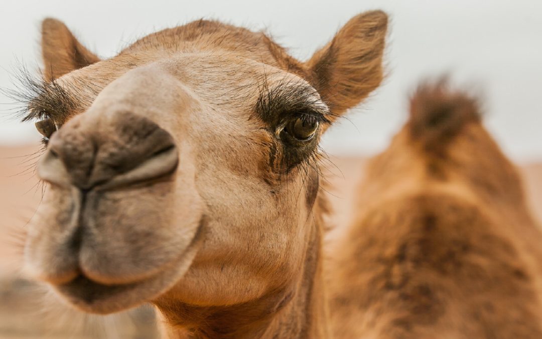 UN Declares 2024 the Year of the Camelids
