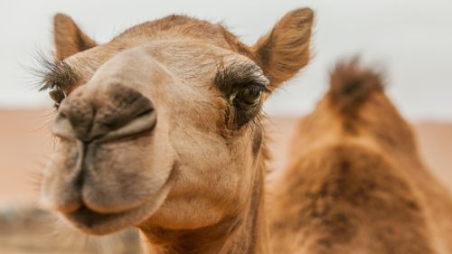 UN Declares 2024 the Year of the Camelids