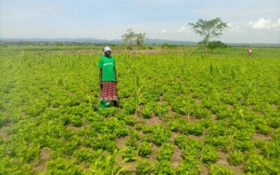 When the Strait Closes, Africa Starves: The Coming Fertilizer Crisis