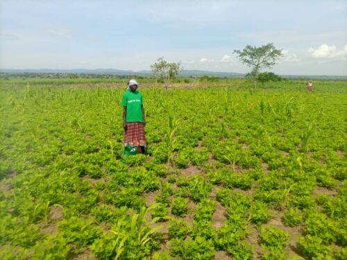 When the Strait Closes, Africa Starves: The Coming Fertilizer Crisis