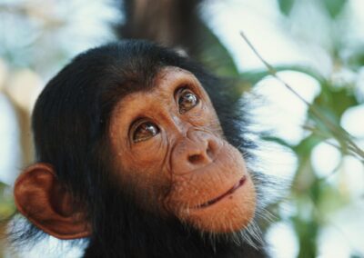 Before the Forest Falls Silent: Protecting the Nigeria-Cameroon Chimpanzee